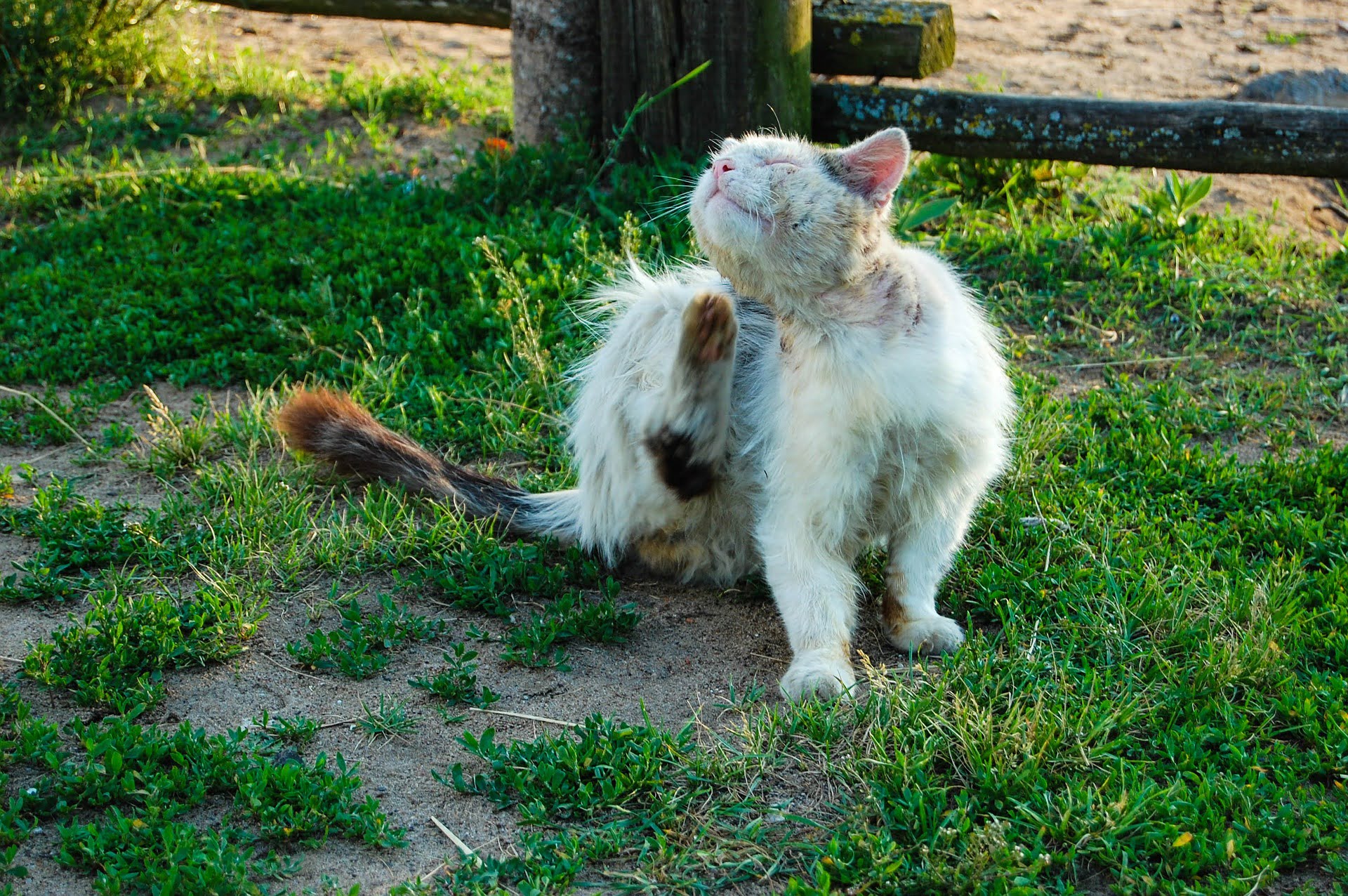 Cat Fleas: How to Make Your Cat Flea Free?