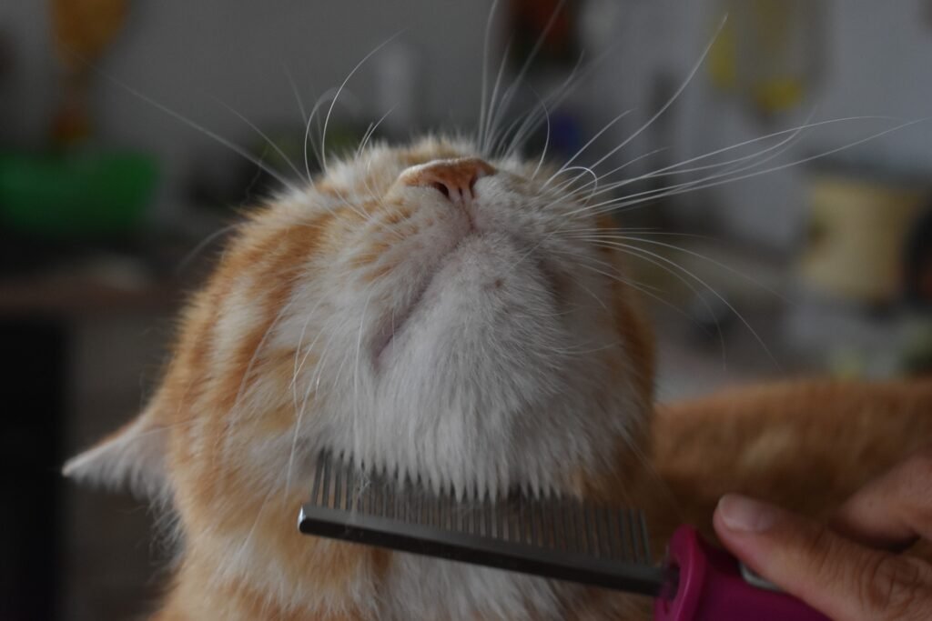 Combing your cat