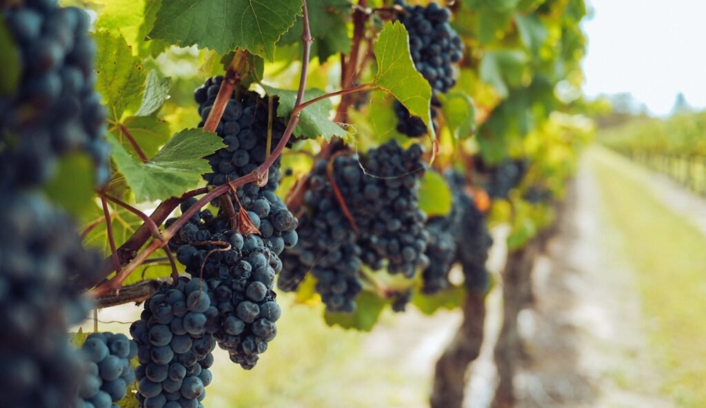 Grapes and Raisins