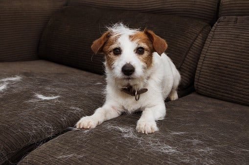 Dog Shedding